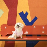 磨鼻子寵物旅館11