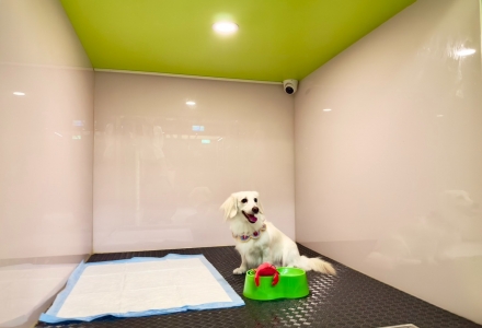 台灣欒樹花海9月浪漫登場，新悦花園酒店攜手「女婿茶」打造嘉義秋日小旅行